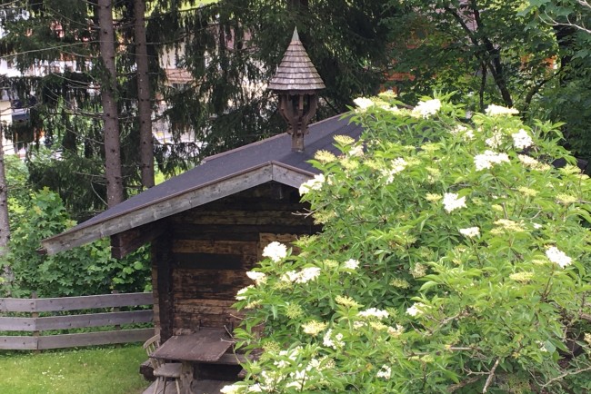 Tuinhuisje met vlierbessenstruik