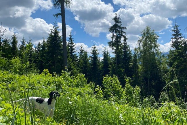 Charly am Weg der guten Wünsche