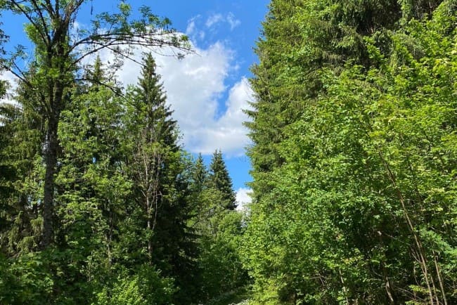 Charly op het pad van goede wensen