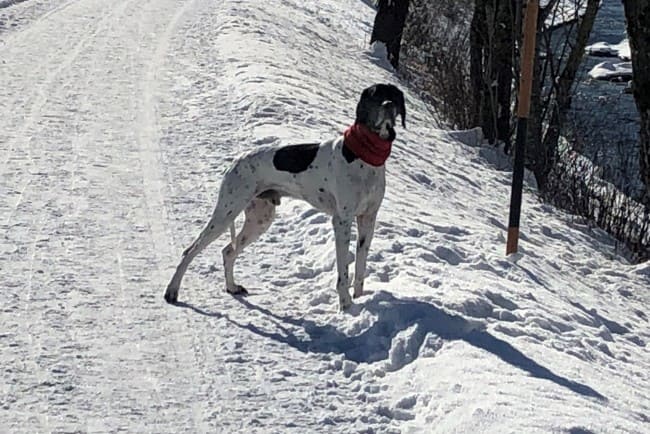 Charly winterwandelen in Flachau